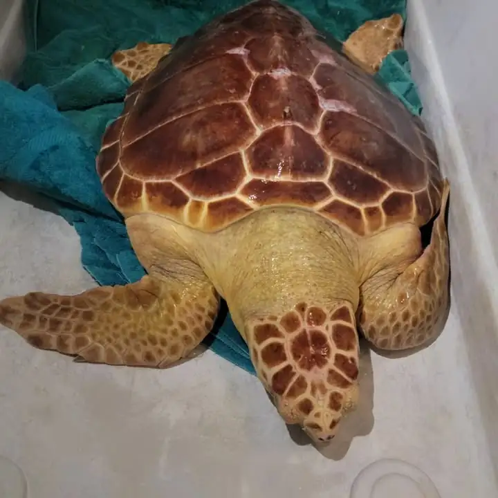 Juvenile Loggerhead sea turtle rescued from abandoned NJ power plant canal and released Juvenile Loggerhead sea turtle rescued from abandoned NJ power plant canal and released