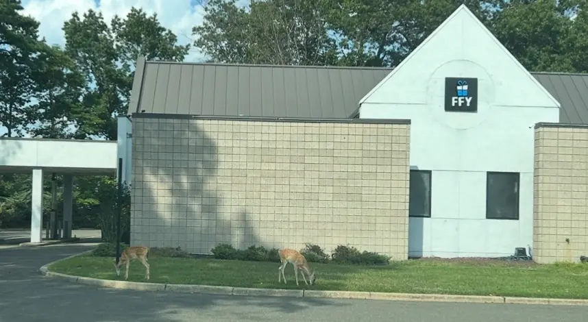 Two orphaned fawns make unlikely home behind Toms River craft store Two orphaned fawns make unlikely home behind Toms River craft store