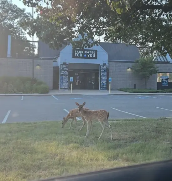 Two orphaned fawns make unlikely home behind Toms River craft store Two orphaned fawns make unlikely home behind Toms River craft store