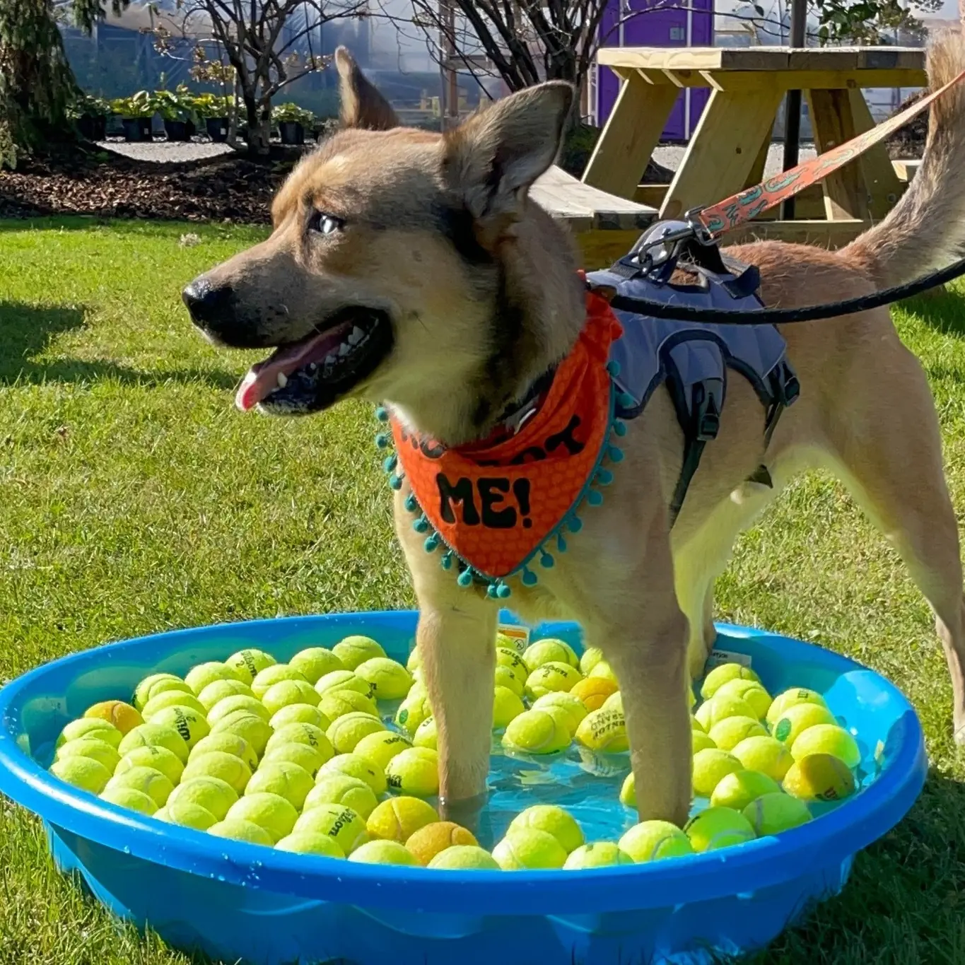 Halloween goes to the dogs at upcoming Bark Bash with costumes, adoptions and pet portraits Halloween goes to the dogs at upcoming Bark Bash with costumes, adoptions and pet portraits
