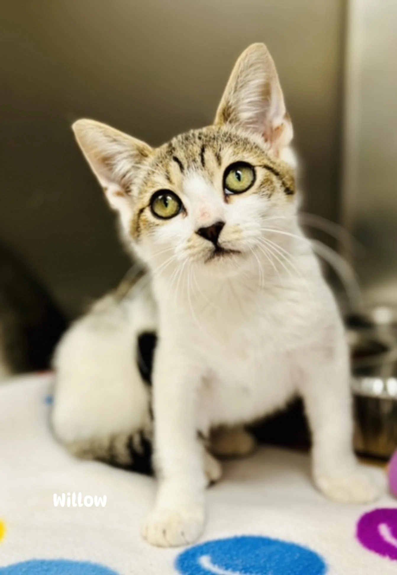Timid kitten Willow hopes for patient family to take her home Timid kitten Willow hopes for patient family to take her home