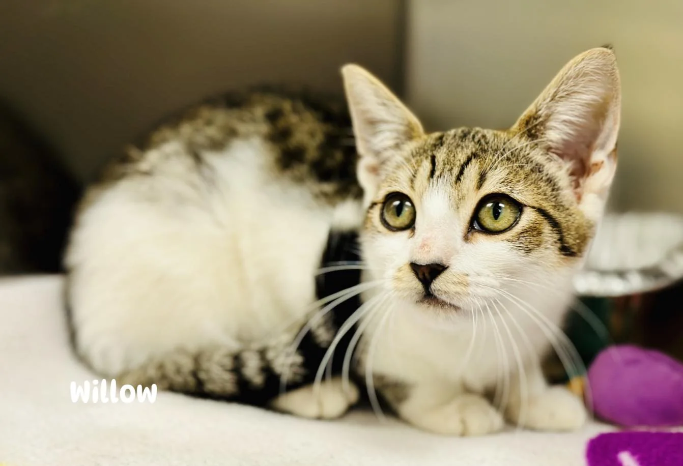 Timid kitten Willow hopes for patient family to take her home Timid kitten Willow hopes for patient family to take her home