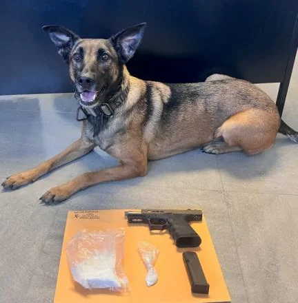 K9 sniffs out $149K stash and ghost gun during Plattekill stop K9 sniffs out $149K stash and ghost gun during Plattekill stop