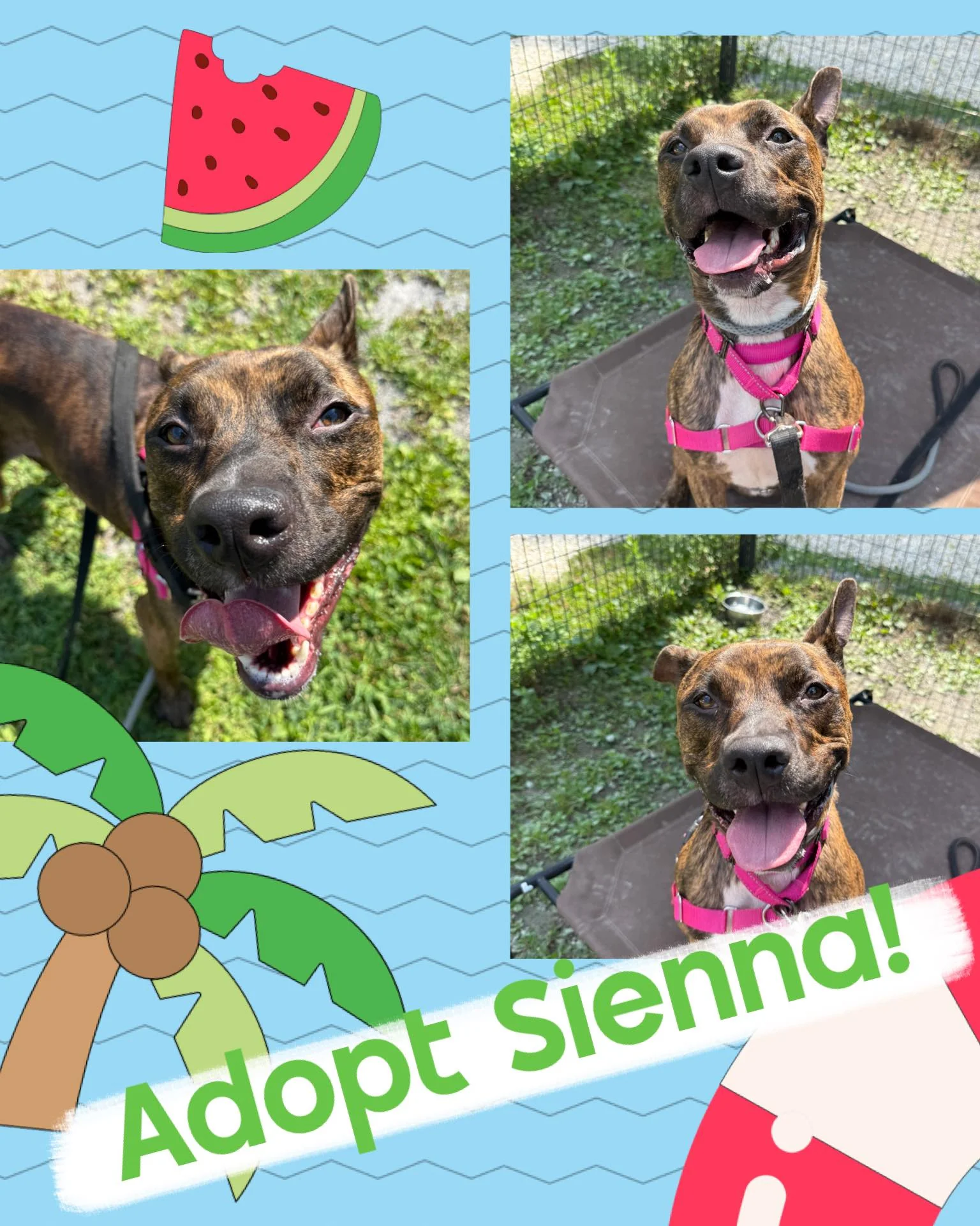 Sweet brindle dog Sienna eager to meet new family Sweet brindle dog Sienna eager to meet new family