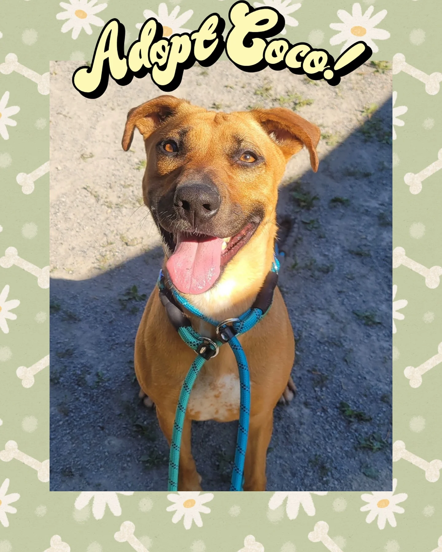 Coco the playful pittie mix waits for her forever home in Jackson Coco the playful pittie mix waits for her forever home in Jackson