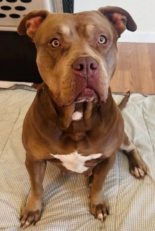Dog abandoned after divorce now needs foster home to recover from surgery Dog abandoned after divorce now needs foster home to recover from surgery