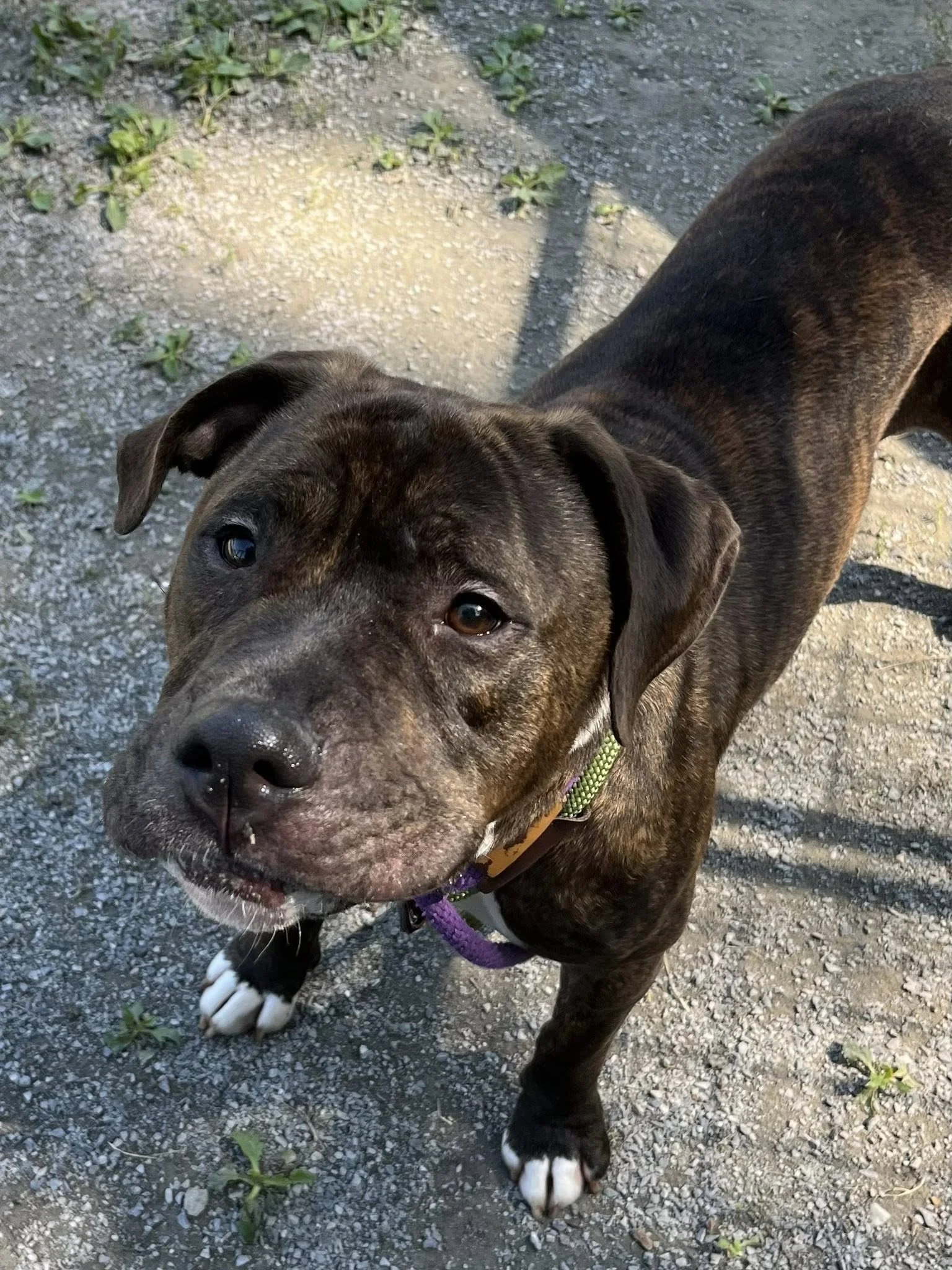 Shelter’s most patient pup hoping for family to notice him Shelter’s most patient pup hoping for family to notice him