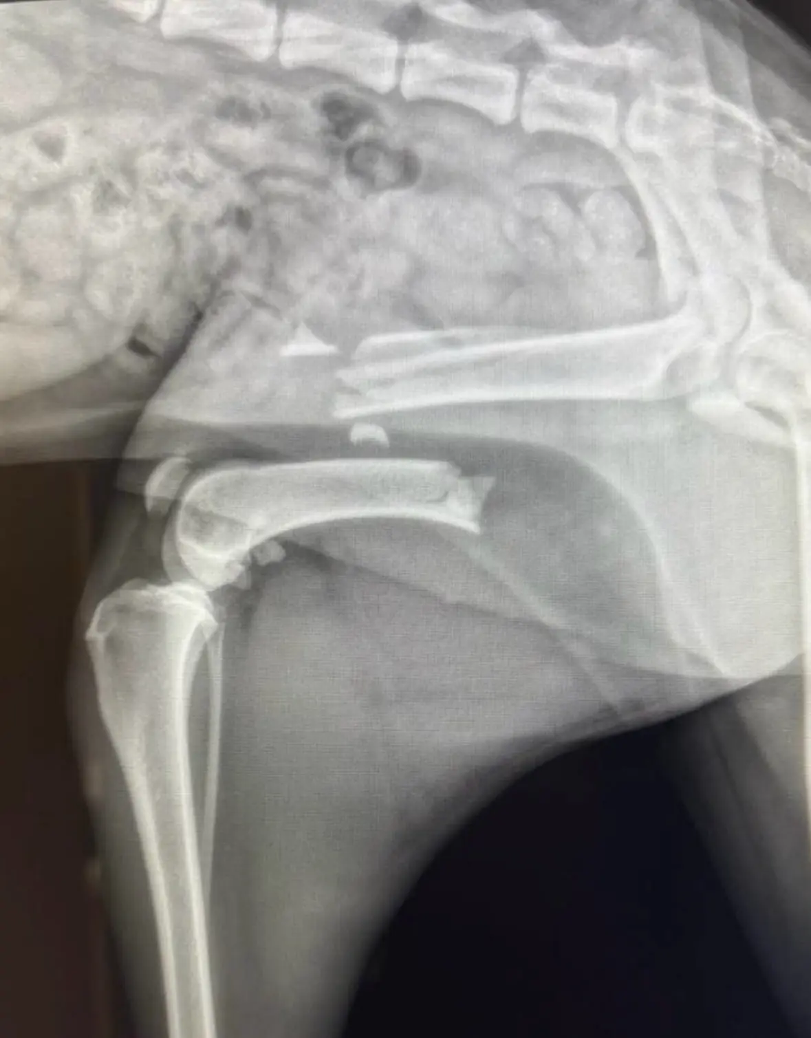 Poodle loses leg after brutal injury but survives thanks to emergency rescue and foster care Poodle loses leg after brutal injury but survives thanks to emergency rescue and foster care